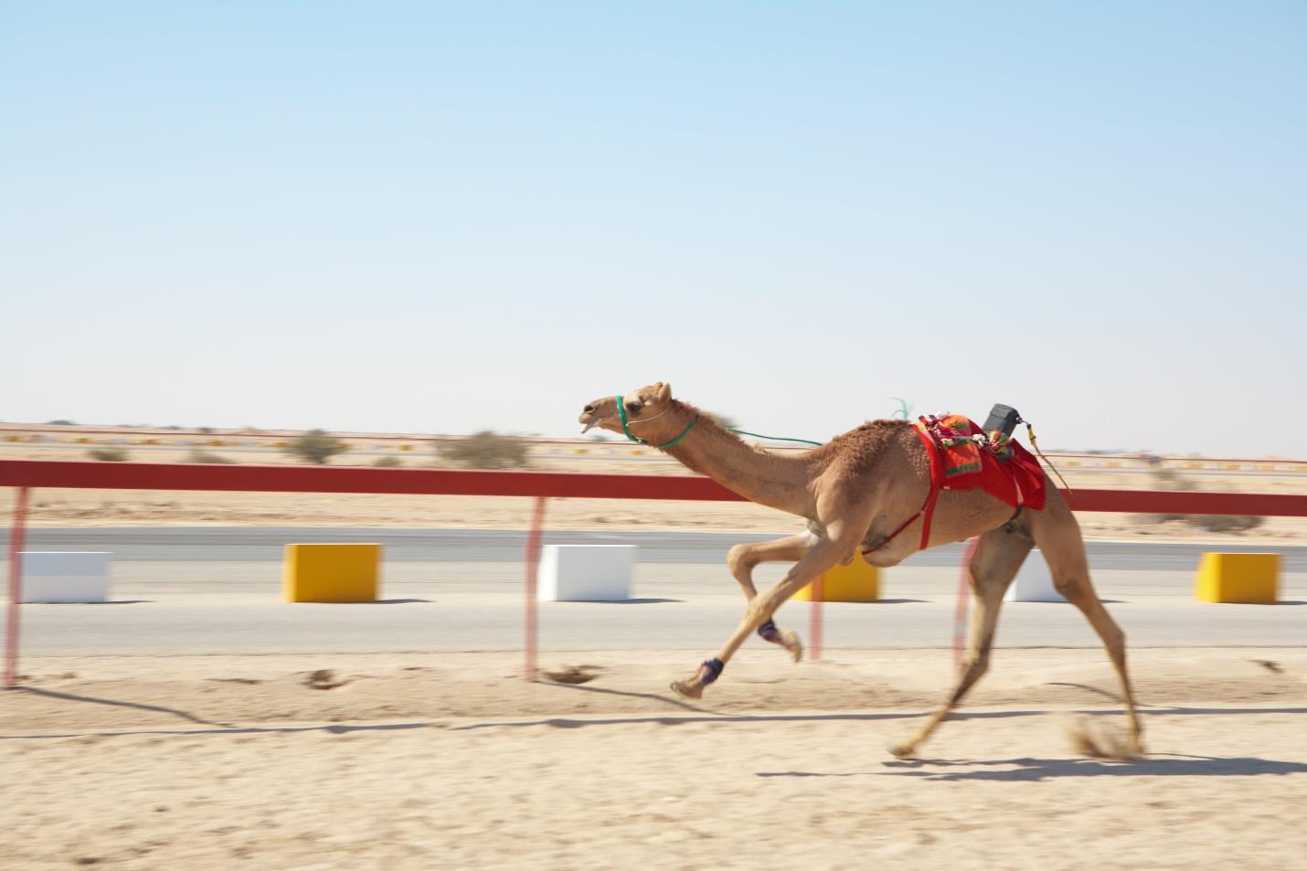 Shahania Camel Race Track Guided Tour, Doha